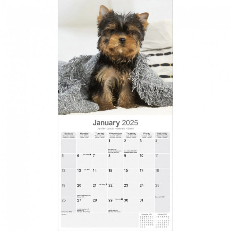 Calendrier Chiots Yorkshire Terrier 2025