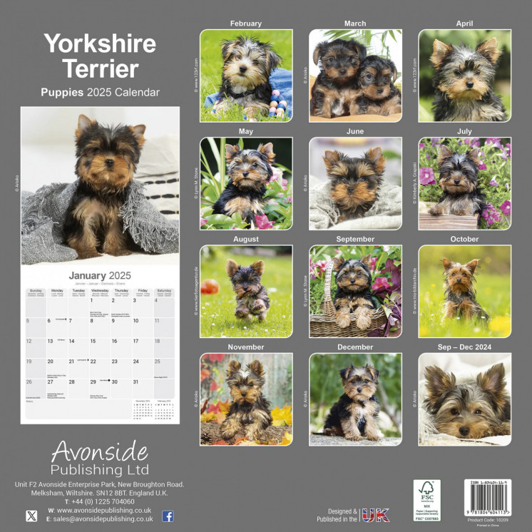 Calendrier Chiots Yorkshire Terrier 2025