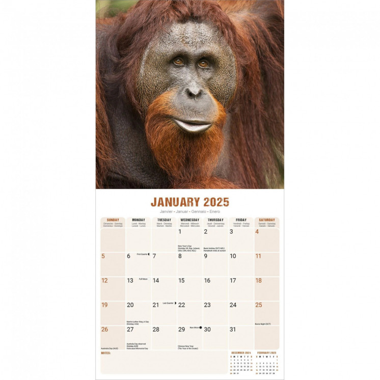 Calendrier Singe 2025