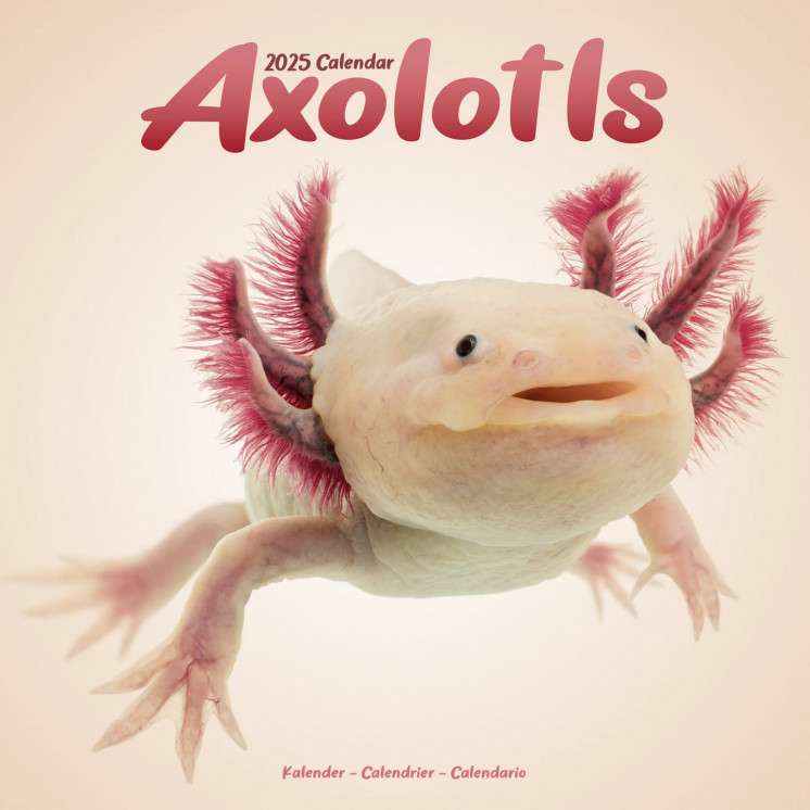 Calendrier Axolotl 2025