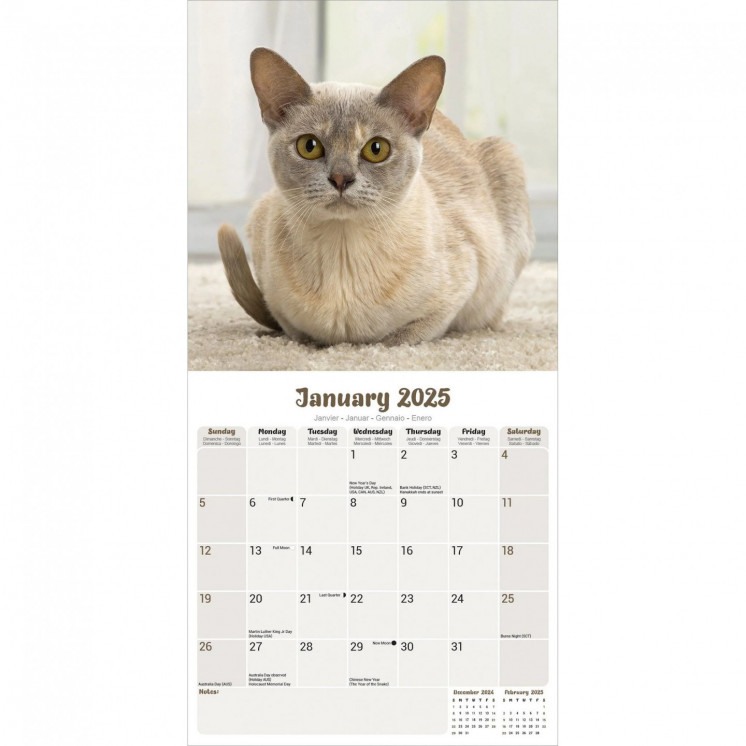 Calendrier chat birman 2025