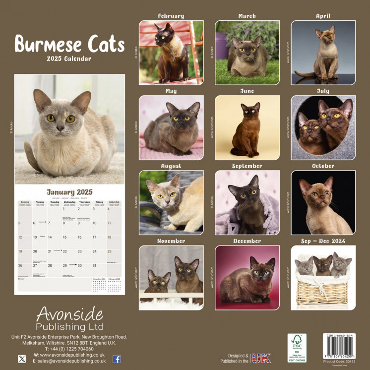 Calendrier chat birman 2025