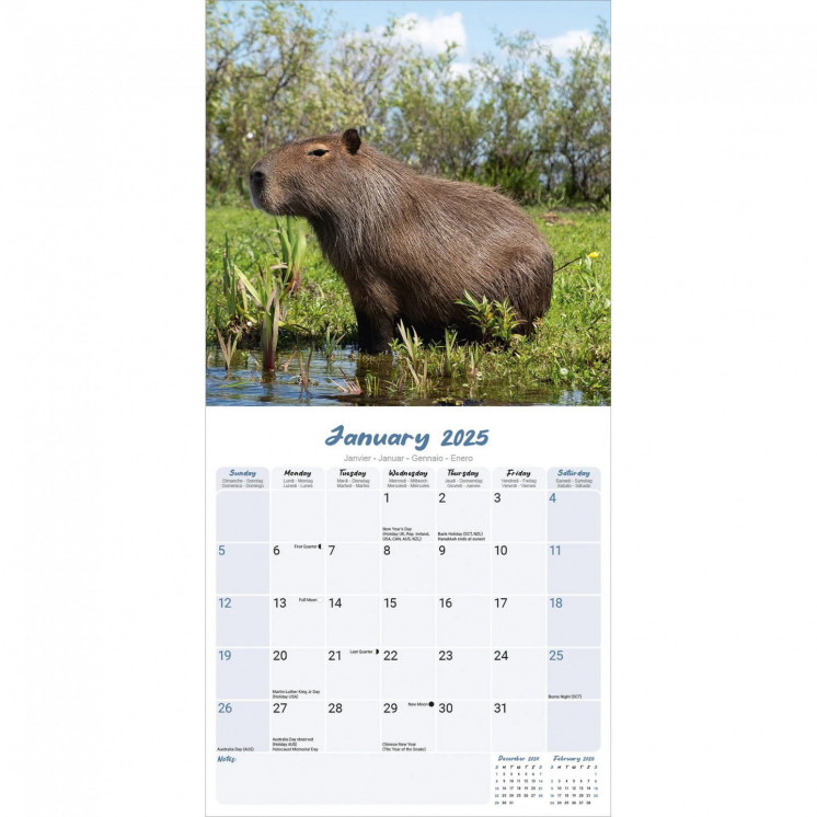 Calendrier Capybara 2025