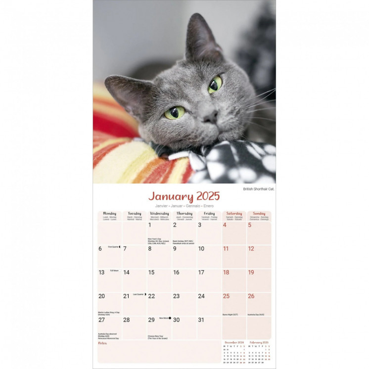 Calendrier chats 2025