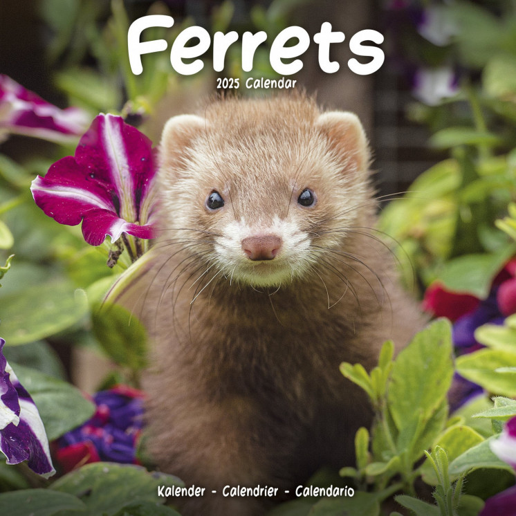 Calendrier Furet 2025