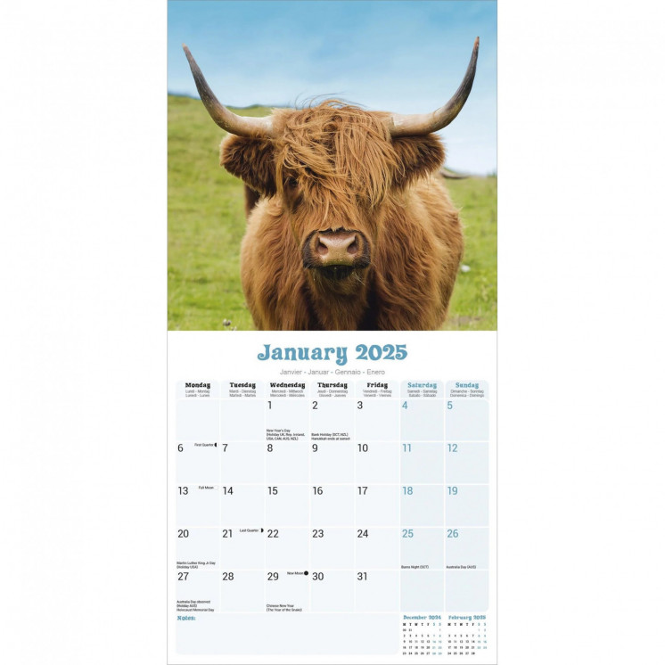 Calendrier Vache Highland 2025