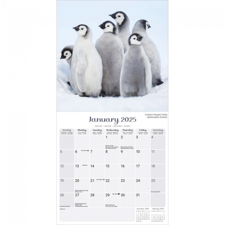 Calendrier Pingouin 2025