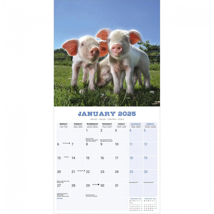 Calendrier Cochon 2025