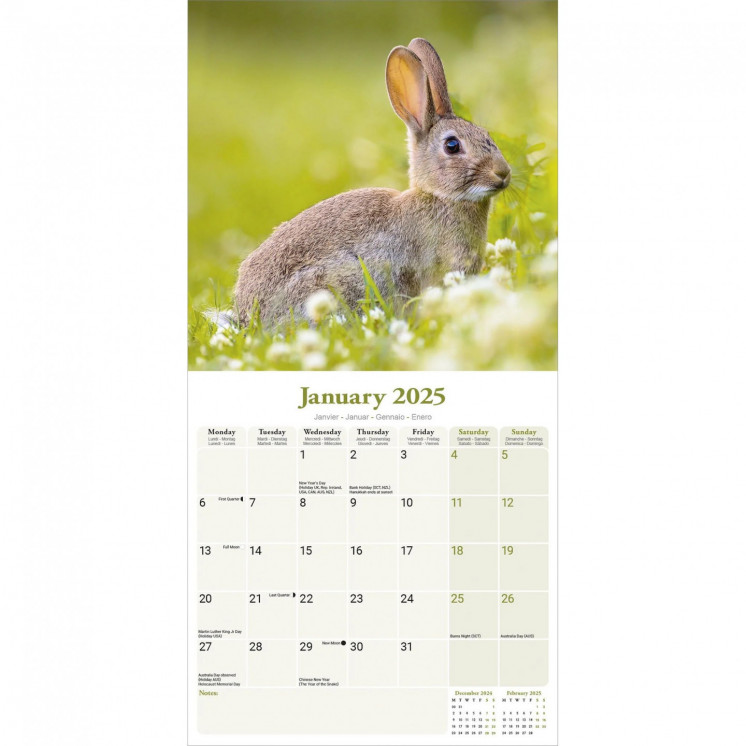 Calendrier Lapin 2025