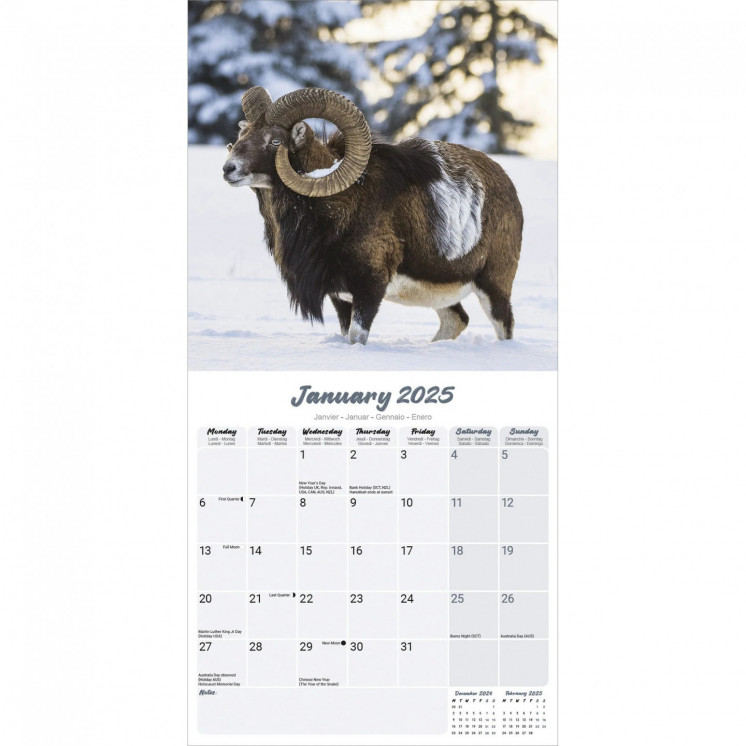 Calendrier Mouton 2025