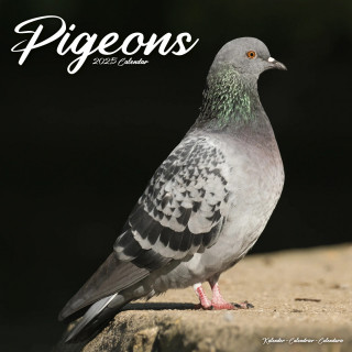 Calendrier Pigeons 2025