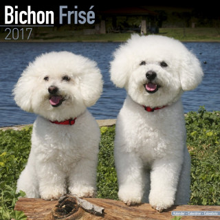 Calendrier Bichon Frise 2017