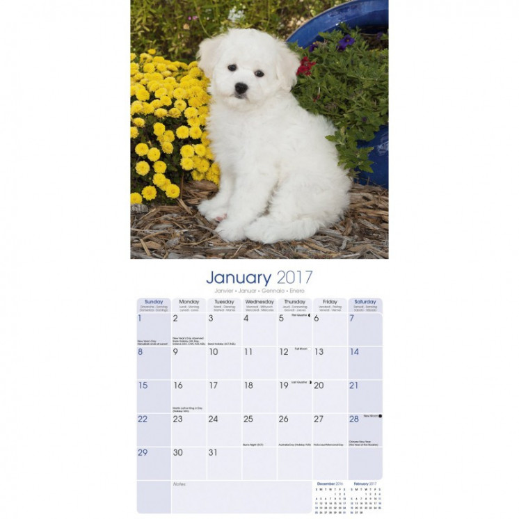 Calendrier Bichon Frise 2017