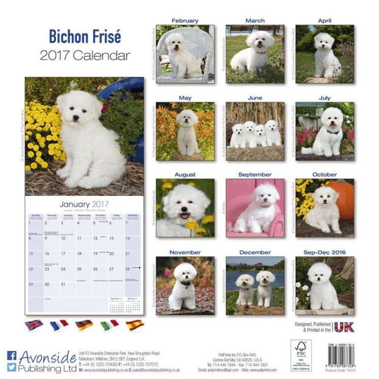 Calendrier Bichon Frise 2017