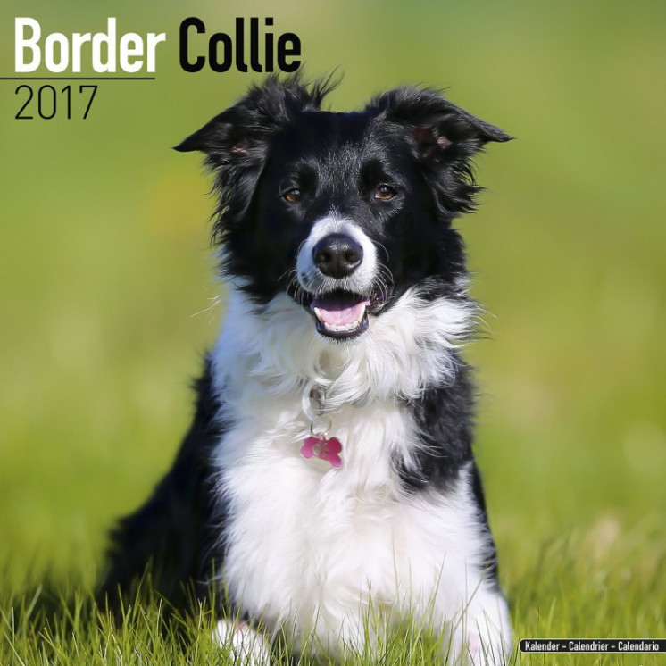 Calendrier Border Collie 2017