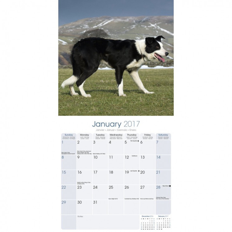 Calendrier Border Collie 2017