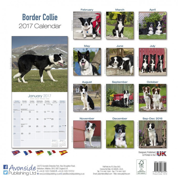 Calendrier Border Collie 2017