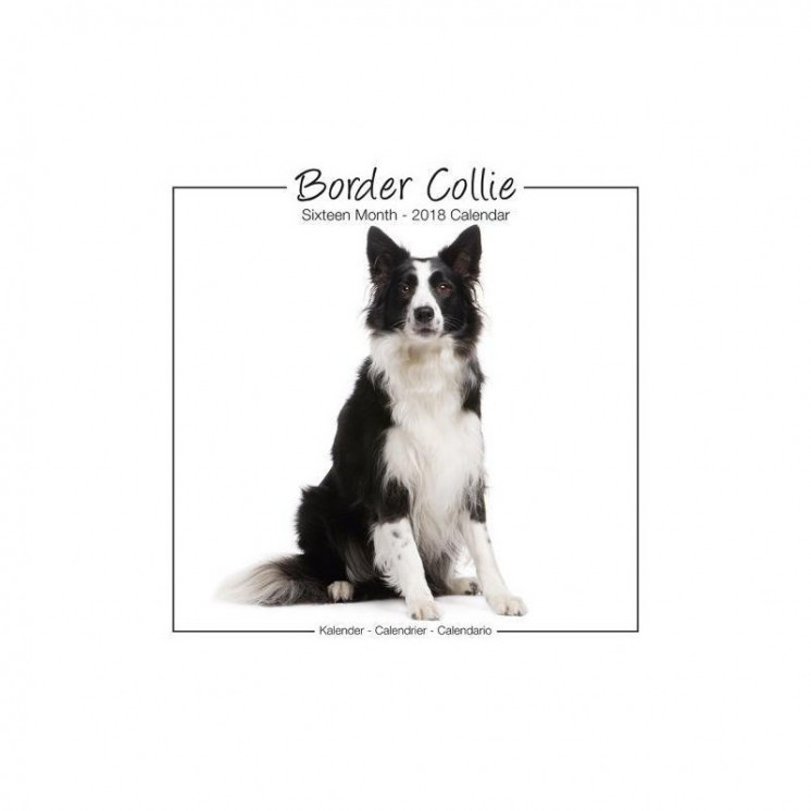 Calendrier Border Collie 2018