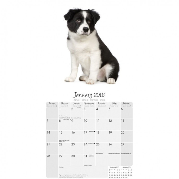 Calendrier Border Collie 2018