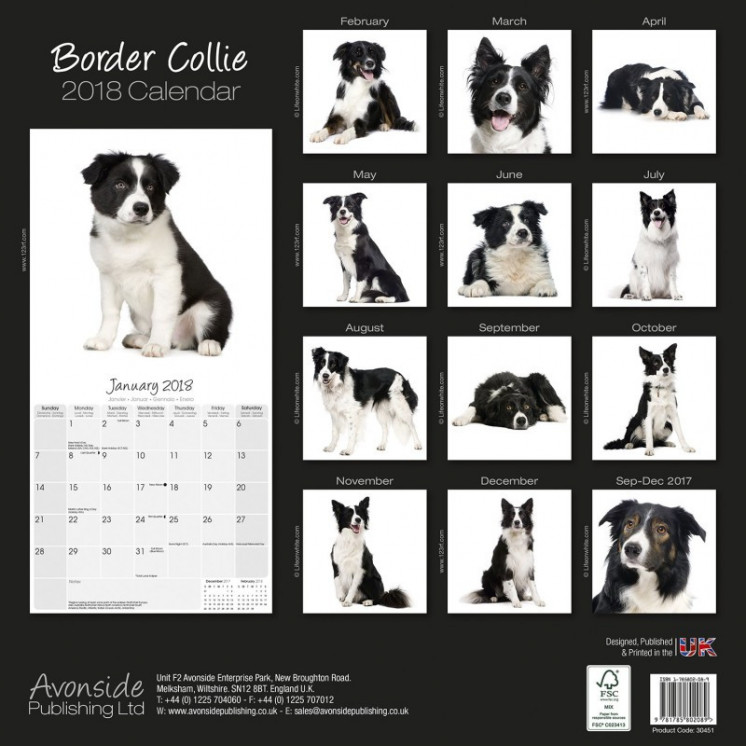 Calendrier Border Collie 2018