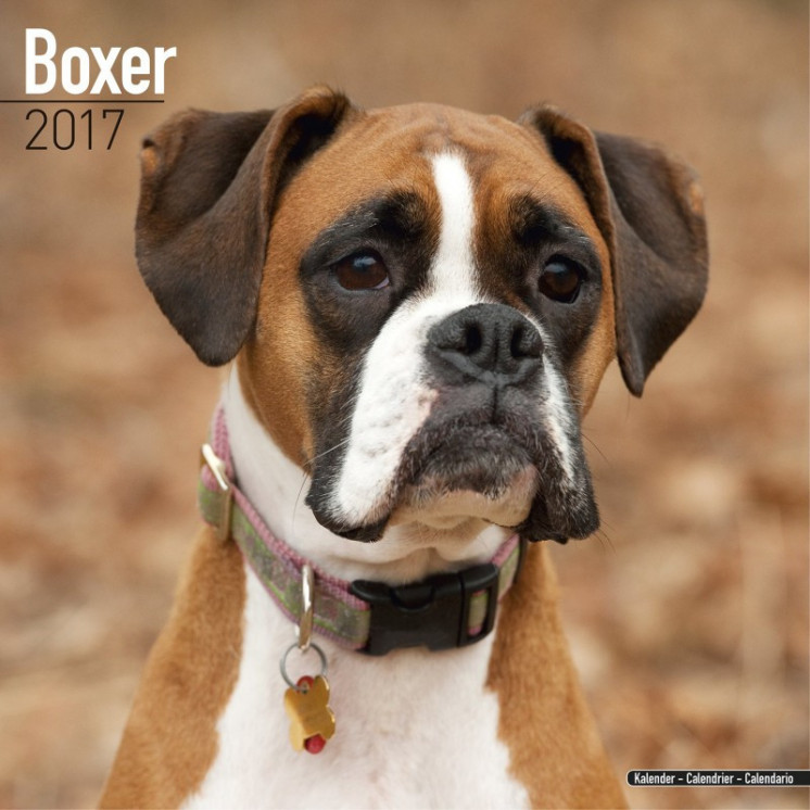 Calendrier Boxer 2017