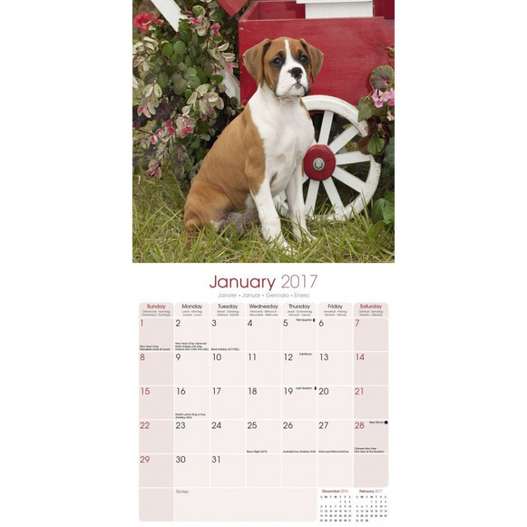 Calendrier Boxer 2017