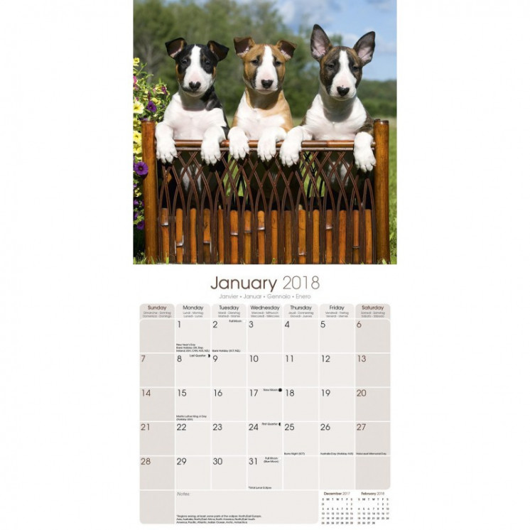 Calendrier Bull Terrier 2018