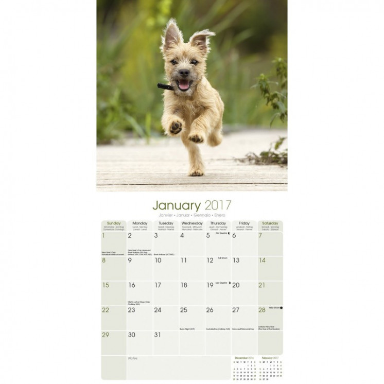 Calendrier Cairn Terrier 2017