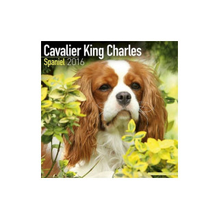 Calendrier Cavalier King Charles Spaniel 2016