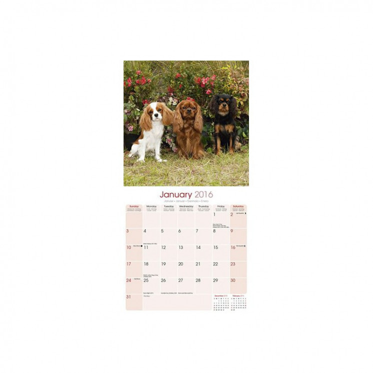 Calendrier Cavalier King Charles Spaniel 2016