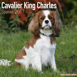 Calendrier Cavalier King Charles Spaniel 2017