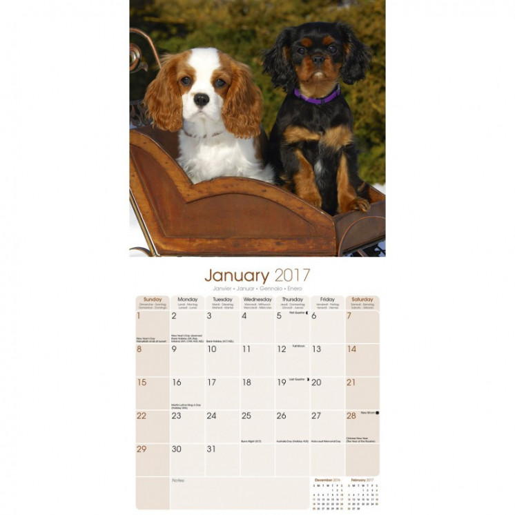 Calendrier Cavalier King Charles Spaniel 2017