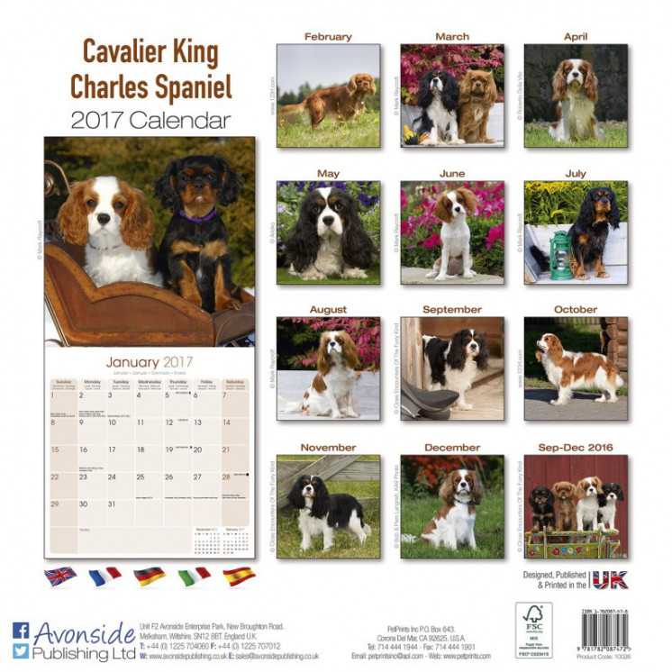 Calendrier Cavalier King Charles Spaniel 2017