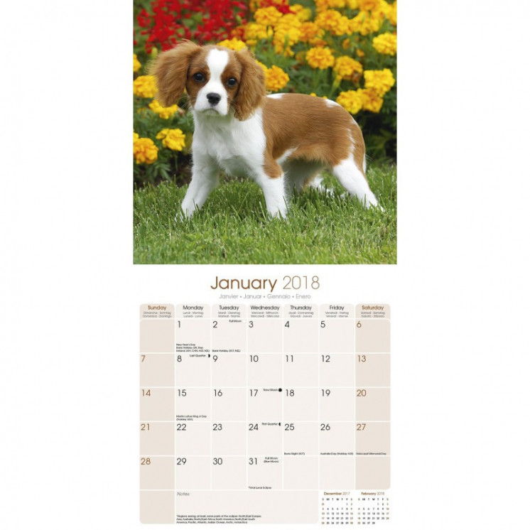 Calendrier Cavalier King Charles Spaniel 2018