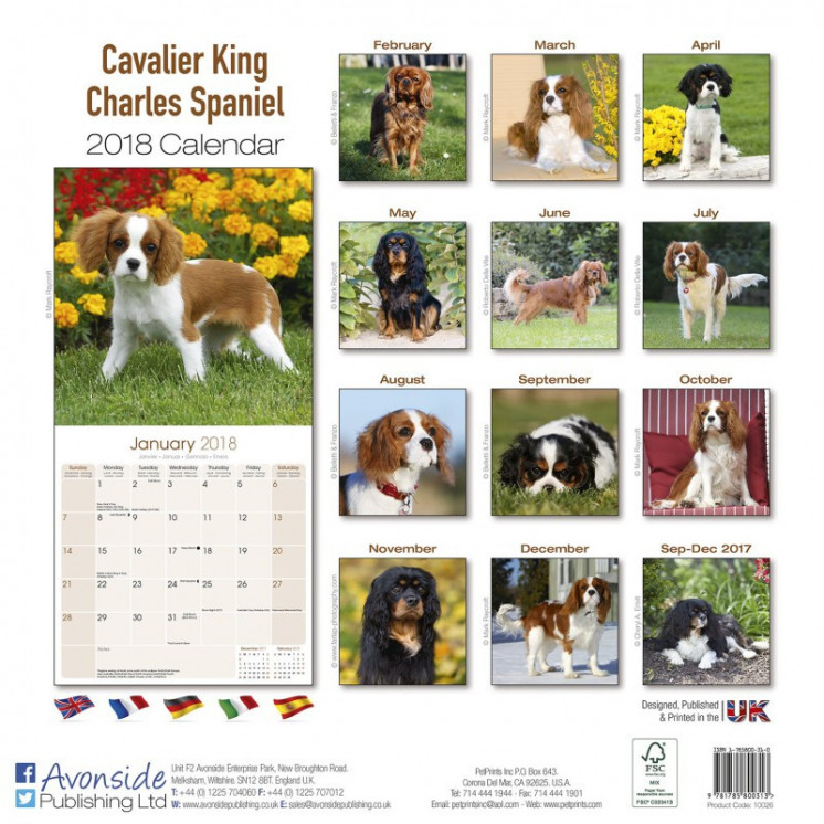 Calendrier Cavalier King Charles Spaniel 2018