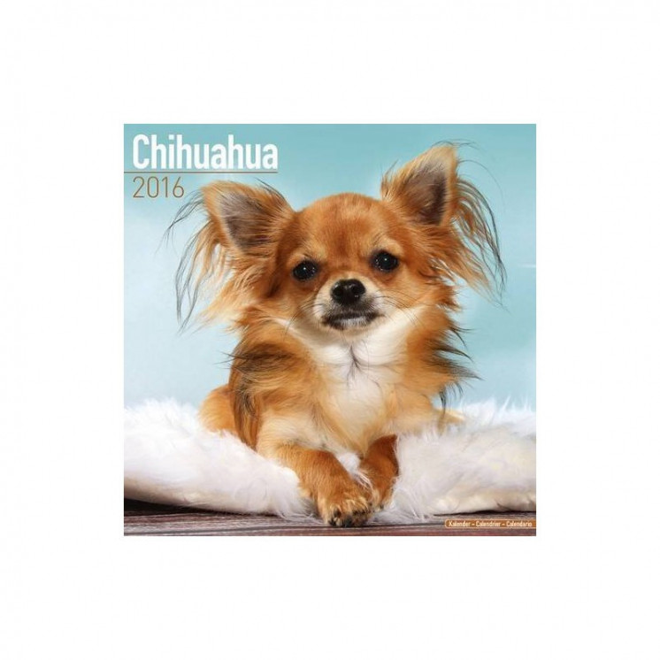 Calendrier Chihuahua 2016