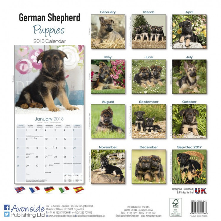 Calendrier Chiot Berger Allemand 2018