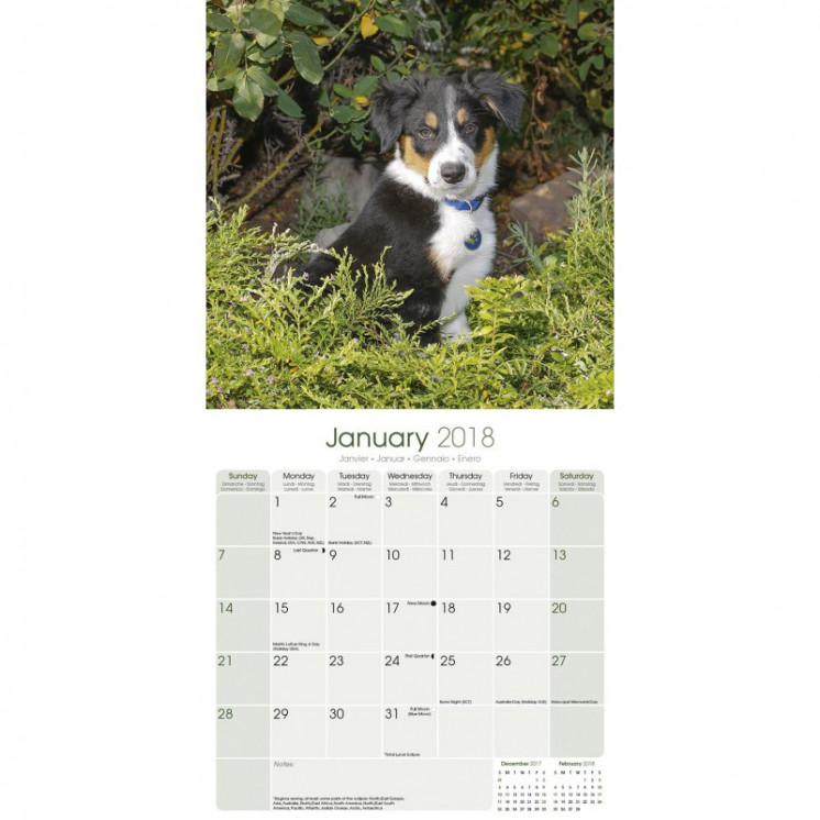 Calendrier Chiot Border Collie 2018