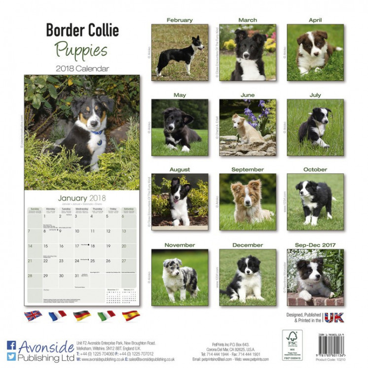 Calendrier Chiot Border Collie 2018