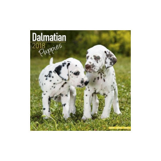 Calendrier Chiot Dalmatien 2018