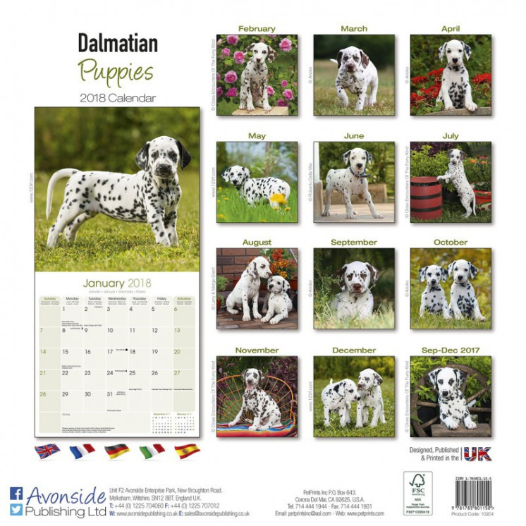 Calendrier Chiot Dalmatien 2018