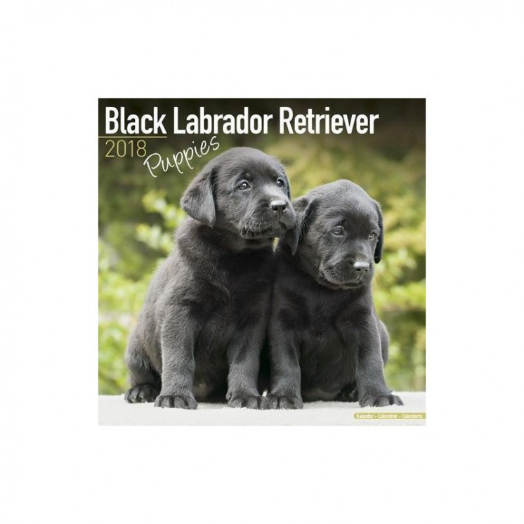 Calendrier des chiots du Labrador noir 2018