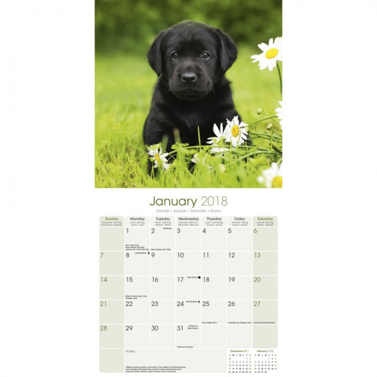 Calendrier des chiots du Labrador noir 2018