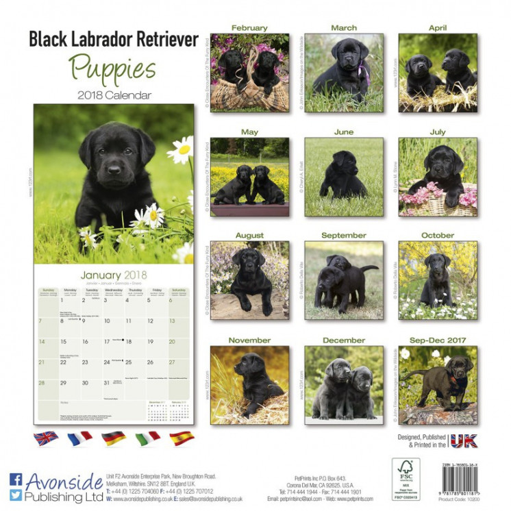 Calendrier des chiots du Labrador noir 2018