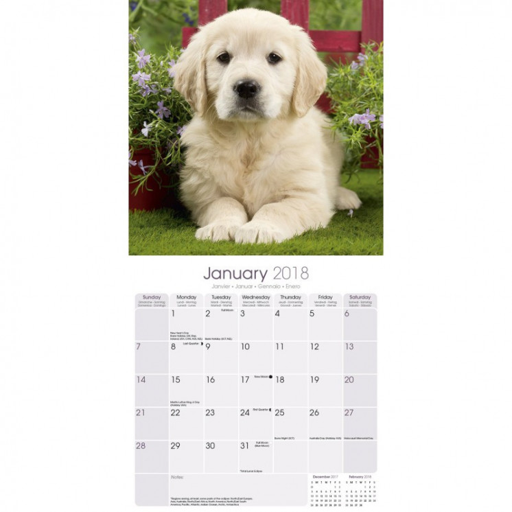 Calendrier Chiot Golden Retriever 2018