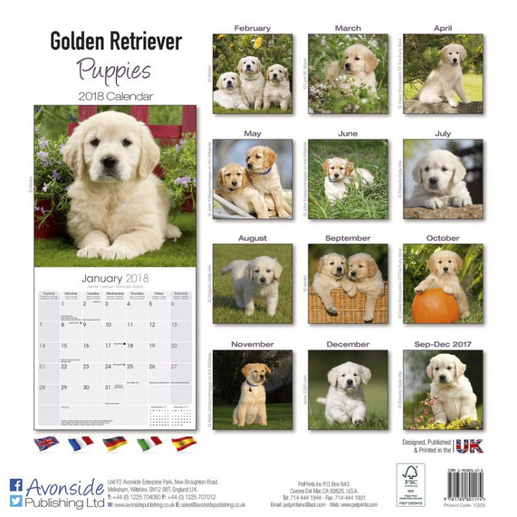 Calendrier Chiot Golden Retriever 2018