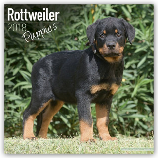 Calendrier Chiot Rottweiler 2018