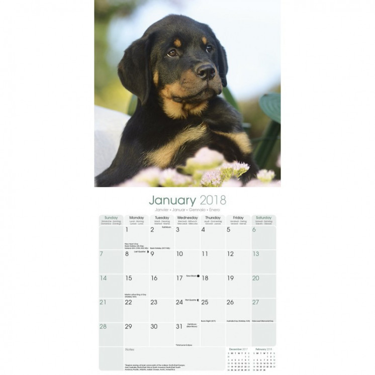 Calendrier Chiot Rottweiler 2018