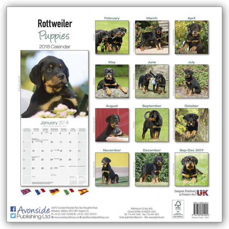 Calendrier Chiot Rottweiler 2018