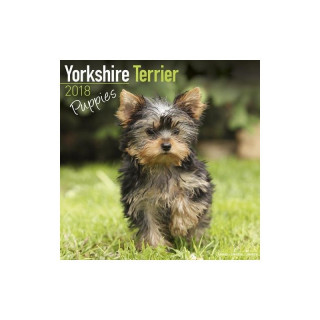 Calendrier Chiot Yorkshire Terrier 2018